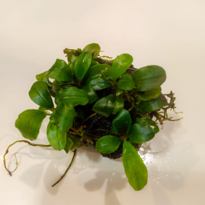 Буцефаландра ассорти S, на лаве